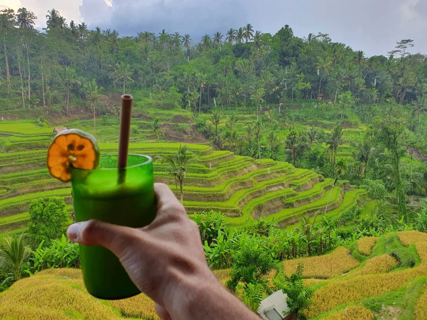 campos de arroz Bali